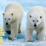 Cruises expedition touring